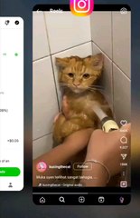 cat being bathed