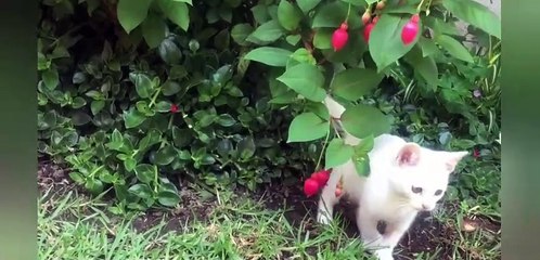 cute kittens are playing.