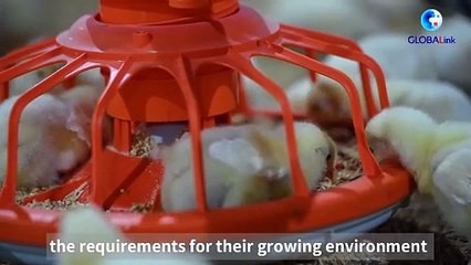 QuickTok - GLOBALink _ Technology helps small team manage China's largest chicken farm