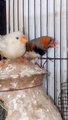 OBFBB Mutations Finches