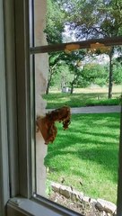 Ruche d'observation d'intérieur