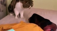 Cat .shorts cat videos