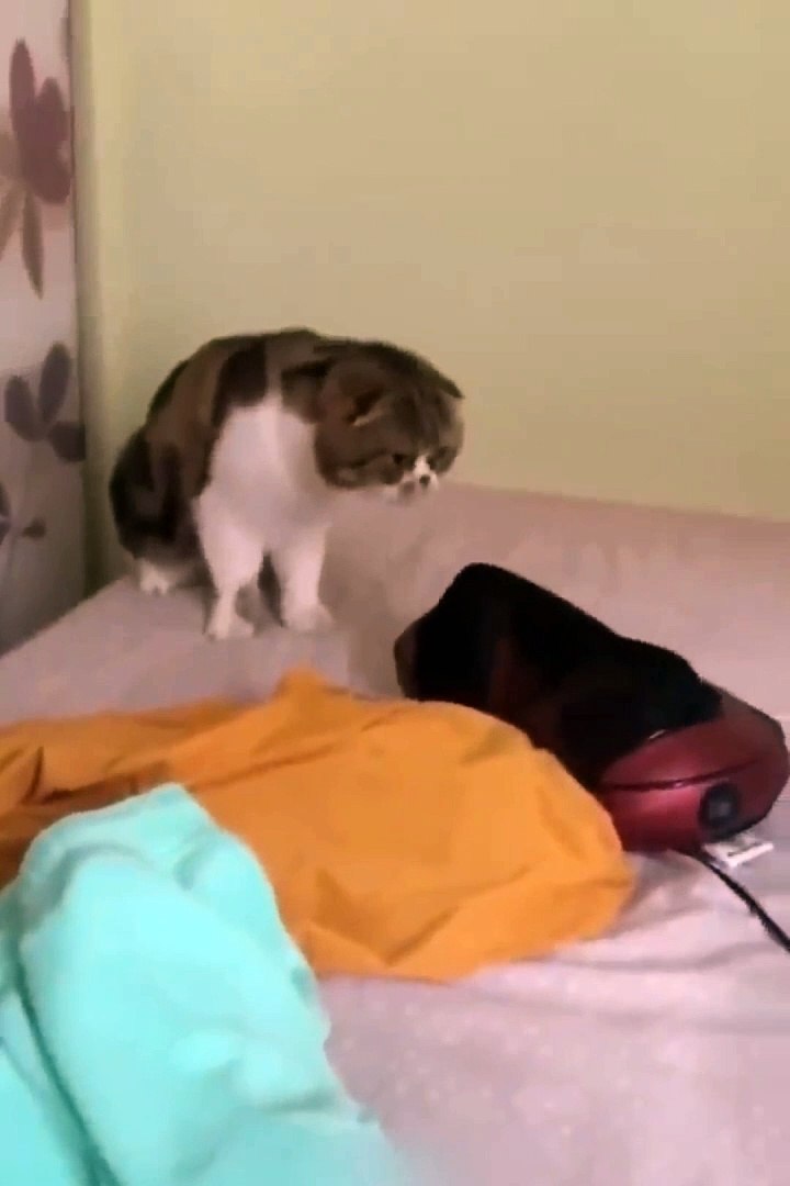 Cat .shorts cat videos