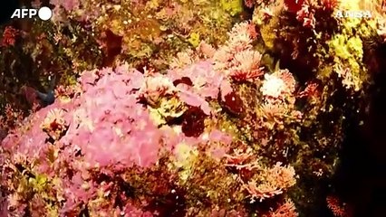 Cile, le immagini dell'idrocorallo rosso piu' a sud del mondo