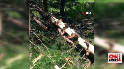 Hurafeye inandı, ağaç kesti