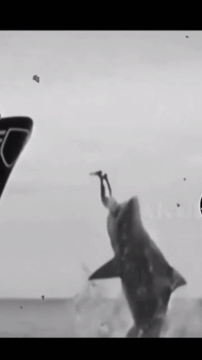 Shark