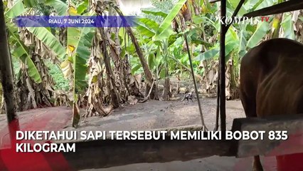 Begini Wujud Sapi Kurban 800 Kg Milik Presiden Jokowi