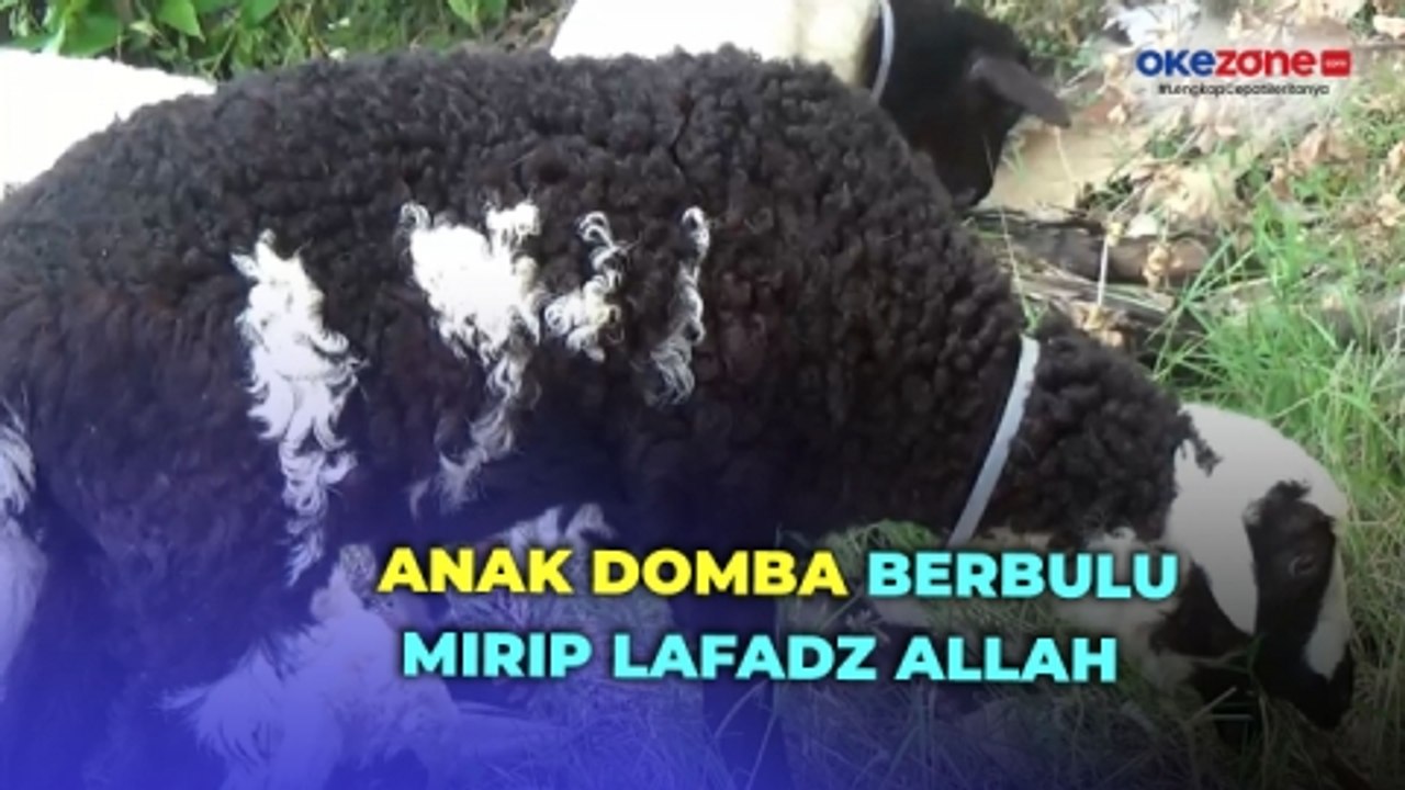 Anak Domba Berbulu Mirip Lafadz Allah Seharga Ratusan Juta di Sukoharjo
