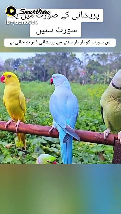 Good birds