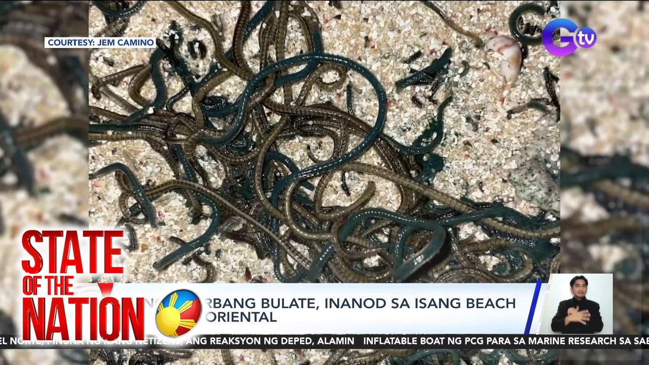State of the Nation Part 2: Makamandag na cobra; Sangkaterbang bulate sa beach; Atbp.