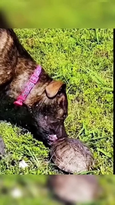_ Funny animals videos