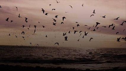 Tropical Cyclones Are Threatening Seabird Populations, Study Warns