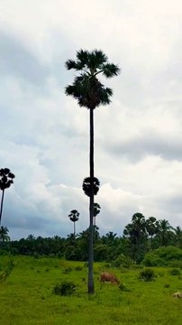 Nature l Nature Shots l Enjoy the Nature l #shortsfeed #youtubeshorts #kanyakumari #nature #shorts