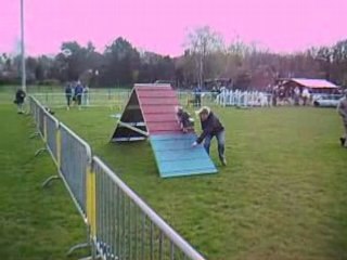 Fidjii et son brevet d'agility