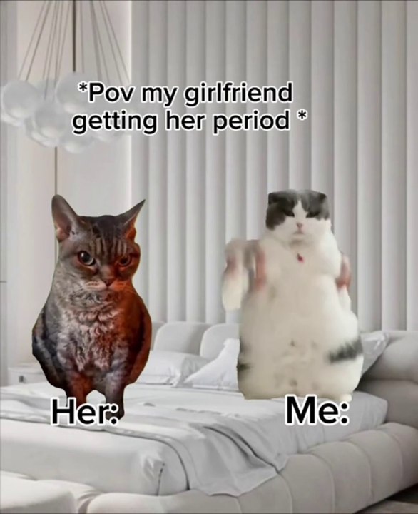 Funny cat memes 