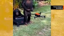 Videossa simpanssi opettaa kuinka lennättää dronea