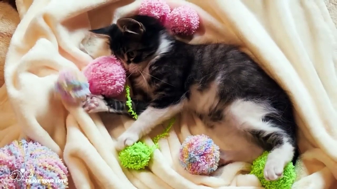 cat video