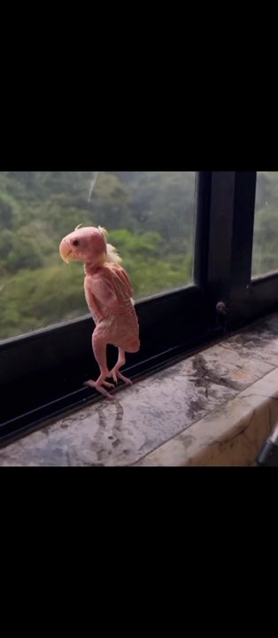 funny animals compilation | Epi #9