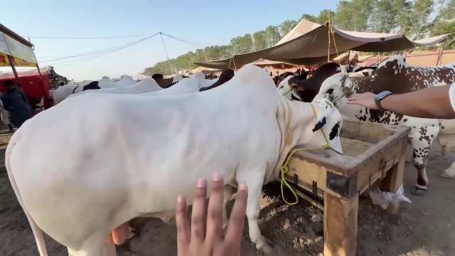 Qurbani Ka 1.5 Crore Ka Janwar | Expensive Cow Mandi Ke Khoobsurat Janwar Dekhe