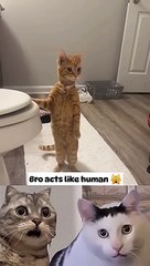 Cat looks like he wants to take a bath too   Huh_! #funnyshorts #catreaction #funnyvideos