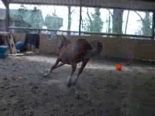 Festor a St Germain Les Arpajon 135