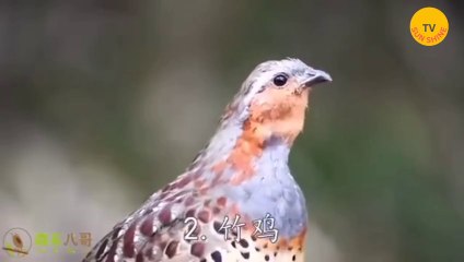 50 types of different melodious bird sounds!