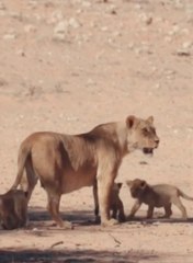 Lion cubs sticking close the mother.