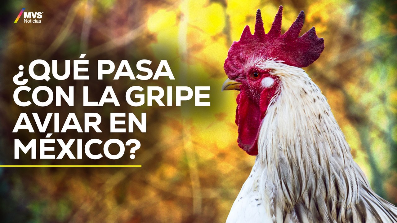 GRIPE AVIAR H5N2: riesgos para el país según el DR. FRANCISCO MORENO