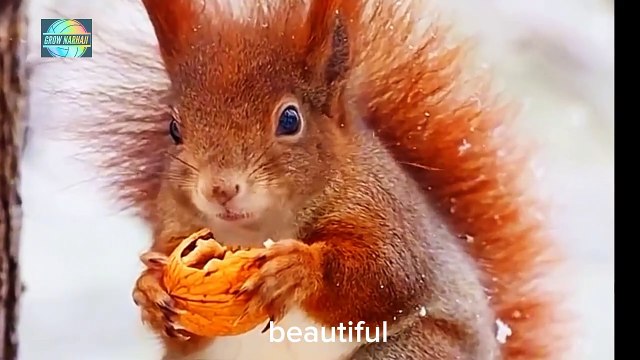 Enchanting Wildlife Moments: Owl Feeding, Squirrel Munching, and Melodic Cuckoocute animals, wild animal videos, beautiful birds in the world , rare birds in the world, most colorful birds in the world, backyard , how to birdwatch ,