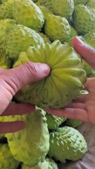 Islamivideo Islamic Update Islamic Knowledge