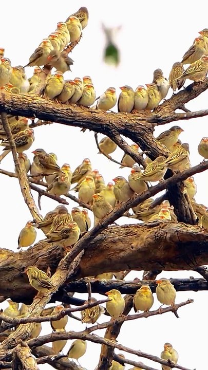 Avian Spectacle: Thousands of Birds Gather in a Mesmerizing Aerial Display