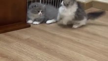 好可爱_好萌cuteanimals_cat_catsoftiktok_#funnycat_#可愛い猫_