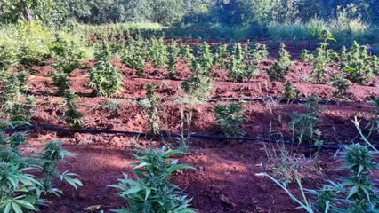 Diyarbakır’da 2 milyonu aşkın kenevir bitkisi imha edildi