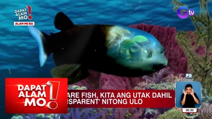 Isang uri ng isda, kita na ang utak dahil sa ‘transparent’ nitong ulo | Dapat Alam Mo!