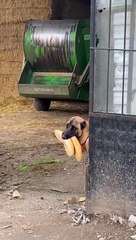 Ağzında kuru iki ekmek, duygusal bakışlarıyla sosyal medyada gündem olan köpek