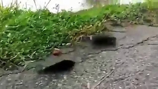 Yürüyen balığın yanına yaklaşan çarpılıyor. Gözlerinize inanamayacaksınız