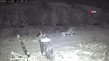 Avcılardan kaçan domuz sürüsü aç ayıların saldırısına uğradı