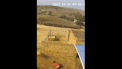 Çobanın katili defalarca saldıran koç çıktı