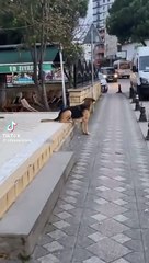 Kaldırımda aynı garip oturuşla gündem olan farklı köpek