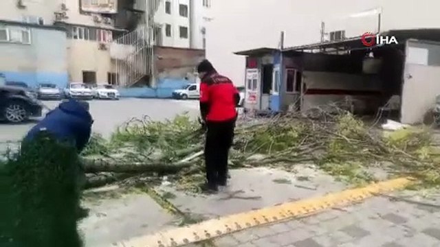 Devrilen ağacın altında kalmaktan son anda kurtuldu