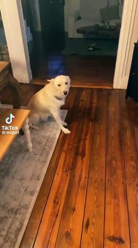 Evde tek kalan köpek alkol içip sarhoş oldu, yürümekte zorlandı