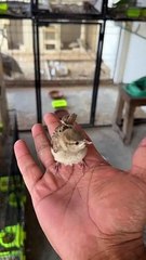 Sparrow chick flying ️