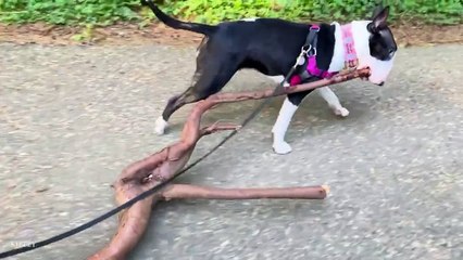 The world’s FUNNIEST DOGS 2024 are here!  Funniest Animal Videos