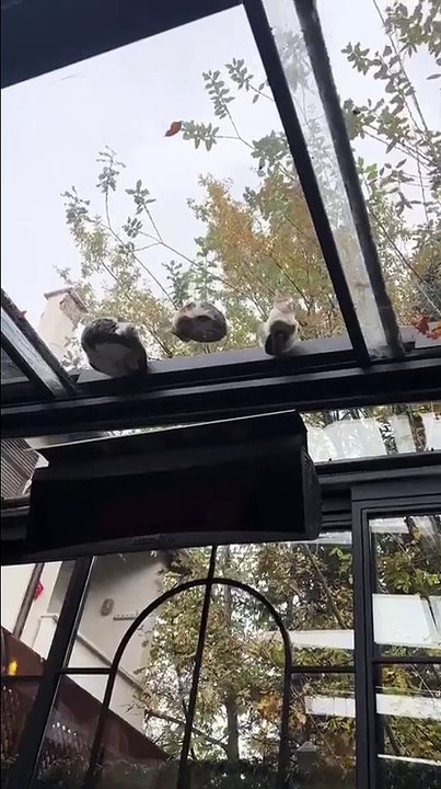 Cam tavanlı kafenin tavanına yatan kedilerin görüntüsü görenlerin içini ısıttı