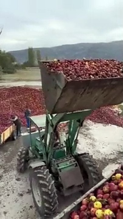 Meyve suyu üretimi için toplanan elmaların görüntüsü gündem oldu
