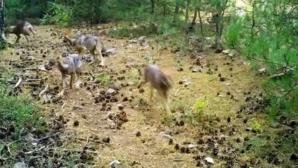 Bir foto kapan kuruldu hayvanlar poz verme yarışına girdi