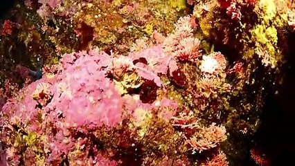 Descubren en Chile hidrocoral rojo más austral y en aguas más superficiales del mundo