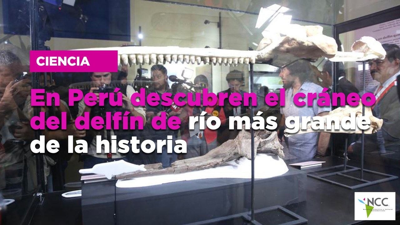 En Perú descubren el cráneo del delfín de río m...