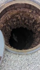 Kanalizasyon kapağını açan bir kadın onlarca yarasa ile karşı karşıya kaldı