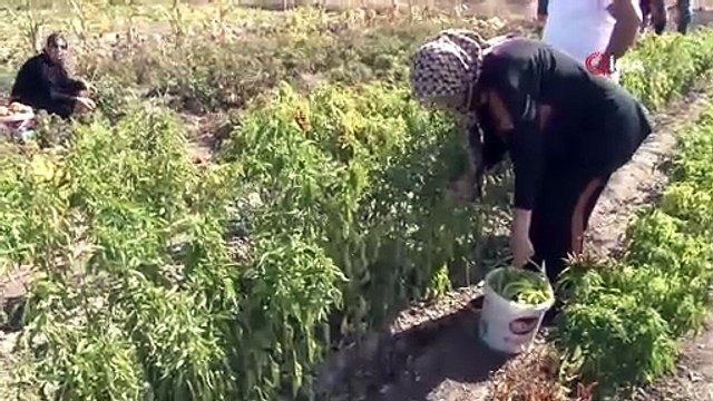 Kadınlar ekiyor hasadını yapıyor cüzdanları para doluyor